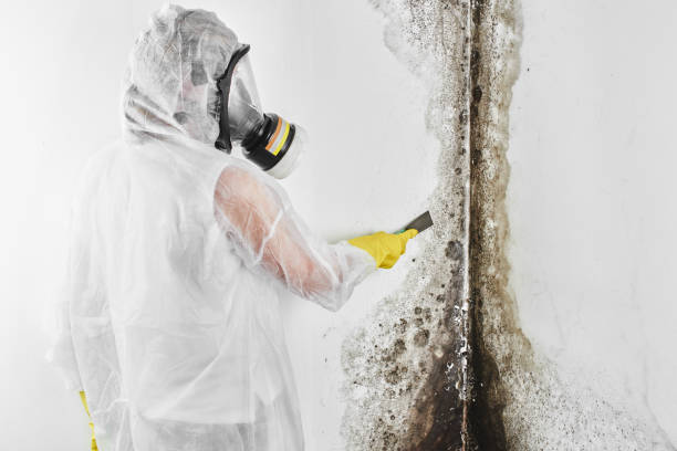 Best Black Mold Removal  in Lexington, TX