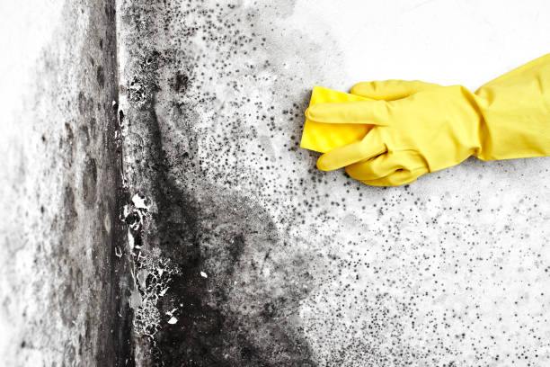 Best Toxic Mold Removal  in Lexington, TX