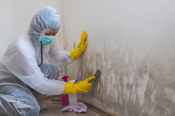 Best Certified Mold Removal  in Lexington, TX