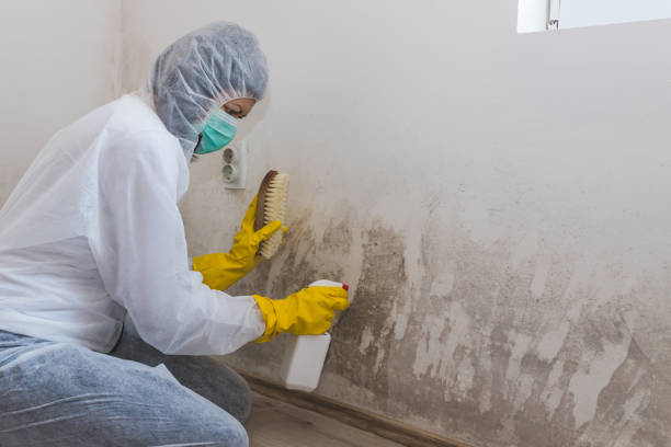 Office Mold Removal Services in Lexington, TX