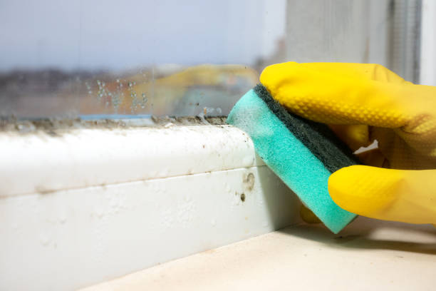 Best Mold Cleaning Services  in Lexington, TX