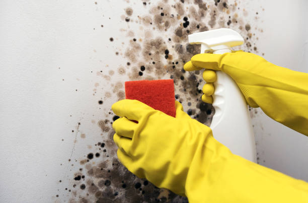 Best Commercial Mold Removal  in Lexington, TX