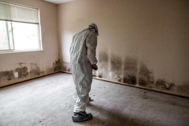 Best Attic Mold Removal  in Lexington, TX