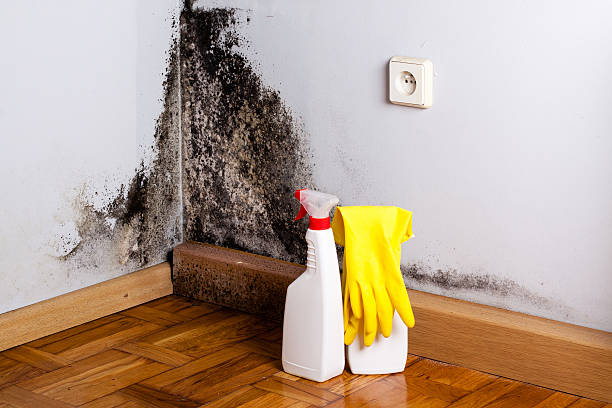 Best Local Mold Removal Service  in Lexington, TX