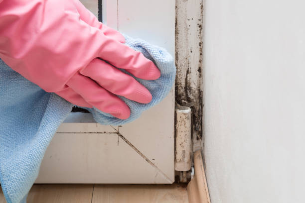 Best Same-Day Mold Removal  in Lexington, TX